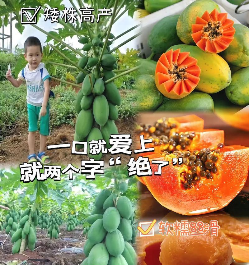 木瓜籽种植指南（从选种到收成，教你如何成功种植木瓜）