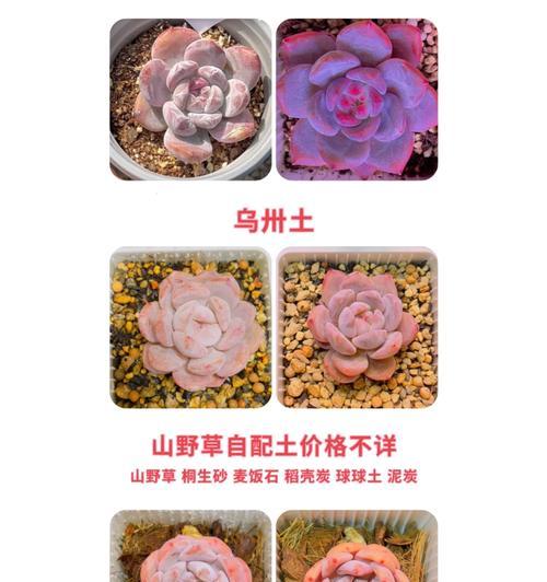 多肉种植的土壤配比方法（从土壤成分到种植技巧，这里有你需要的一切）