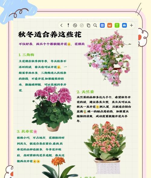 扶郎花的养殖方法与注意事项（打造美丽花园，从扶郎花开始）