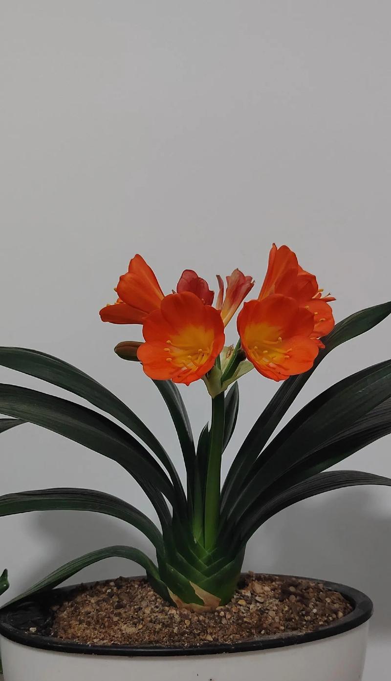 富贵树开花的吉祥寓意（探寻富贵树开花的神秘面纱，揭秘背后的好兆头）