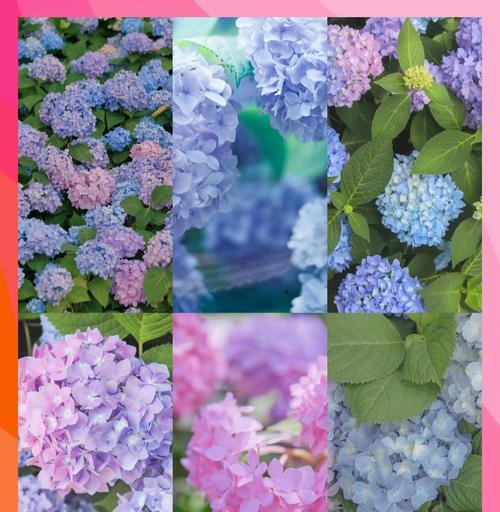 风信子花为什么会发黄（探讨风信子花发黄的原因和应对方法）
