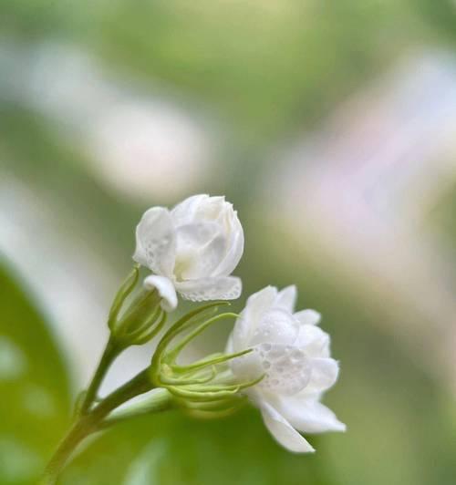 冬天茉莉开花的奇迹（探秘冬日里茉莉花绽放的秘密）