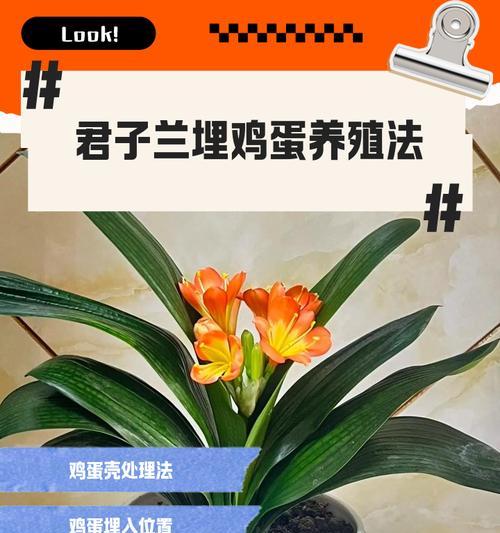 以君子兰结籽后的种植之道（从结籽到开花，打造美丽的君子兰花园）