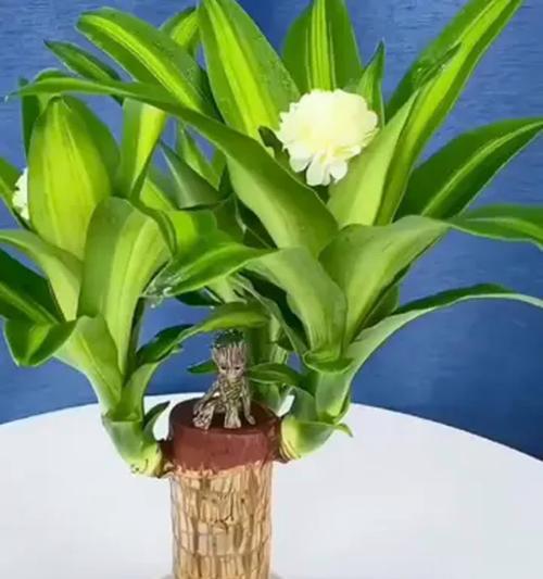 巴西木水培后的花期管理技巧（让你的巴西木长时间绽放美丽花朵）
