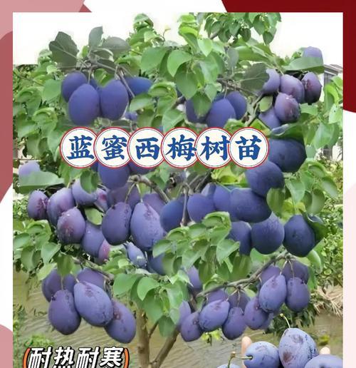 梅花种殖的全面指南（了解梅花种植技巧，让您的花园盛放美丽的梅花）
