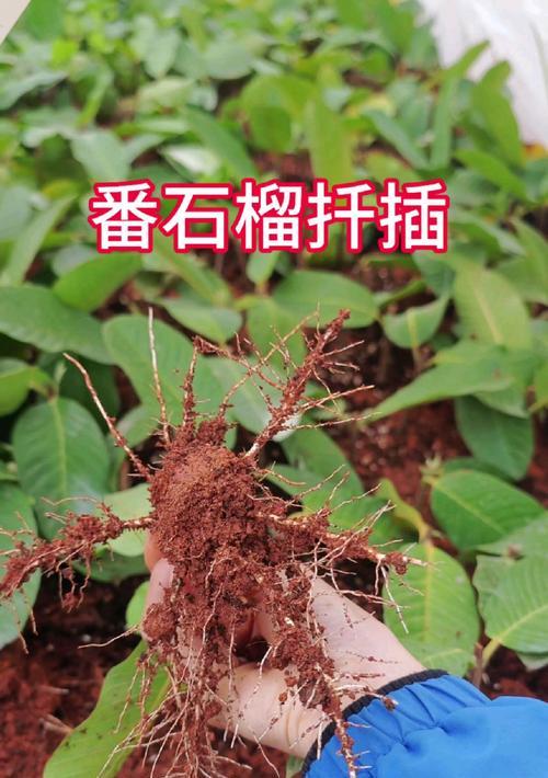 花石榴繁殖指南——从播种到繁殖成功的完全指南（如何利用播种和扦插等方法成功繁殖花石榴）
