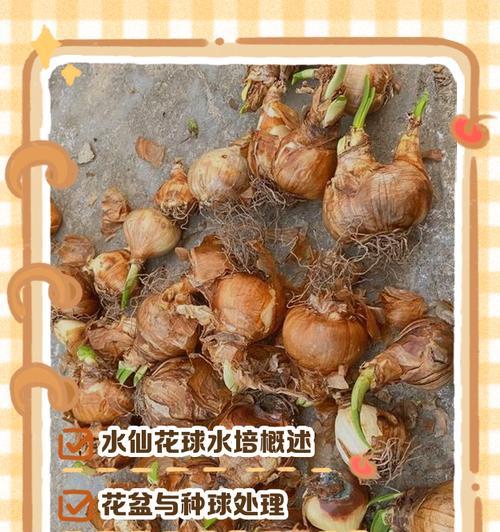 水仙花种子是否有毒？（真相揭秘，你需要知道的关于水仙花种子的几点注意事项）