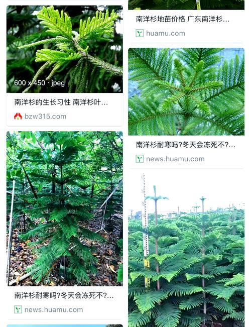 南洋杉叶黄怎么办——治疗方法与预防措施（保护南洋杉健康，共筑绿色家园）