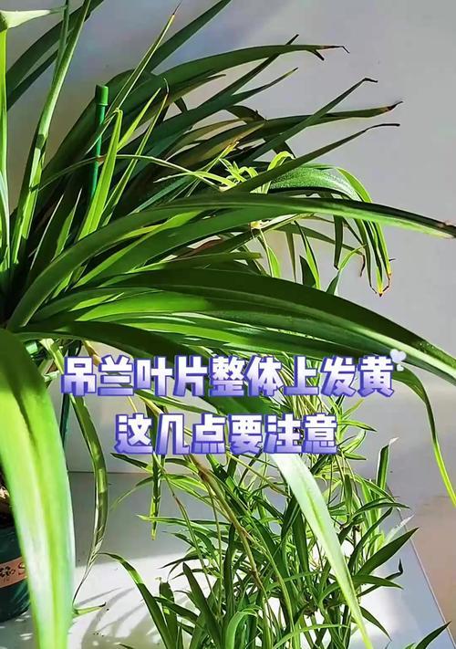 教你如何剪掉变黄的吊兰（如何有效地处理吊兰变黄问题，提升室内绿植品质）