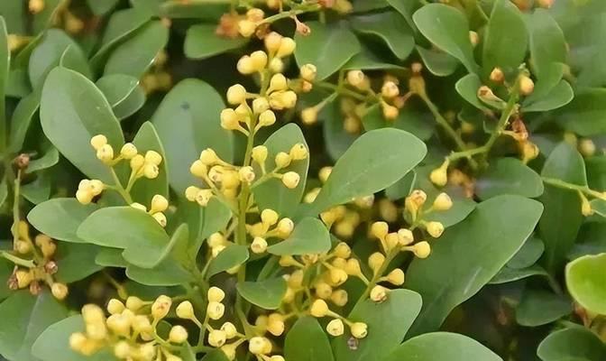 珊瑚藤喜欢阳光的秘密(探秘珊瑚藤的光合作用和生长规律,解读珊瑚藤喜欢阳光的原因)
