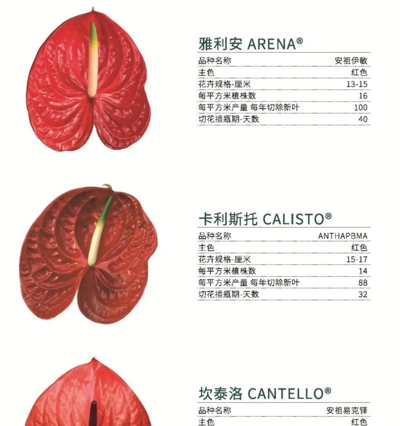 绿意盎然的红掌养护之道（打造翠绿红掌的秘诀，掌握关键养护要点）