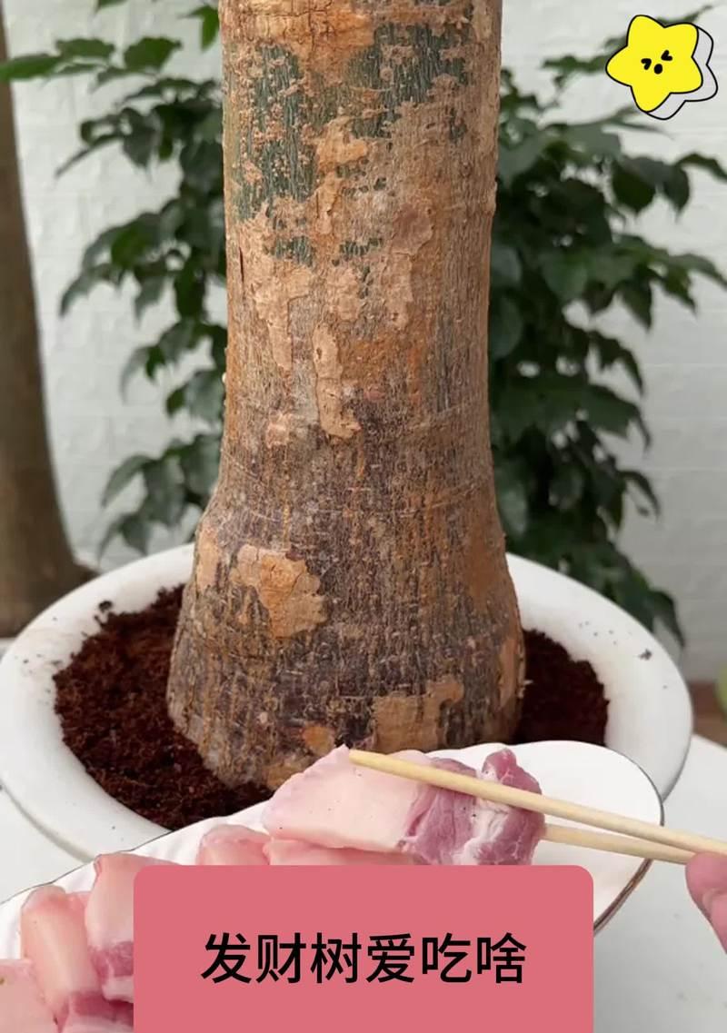 解读发财树茎杆皱纹之谜（揭秘发财树茎杆皱纹成因及护理技巧）