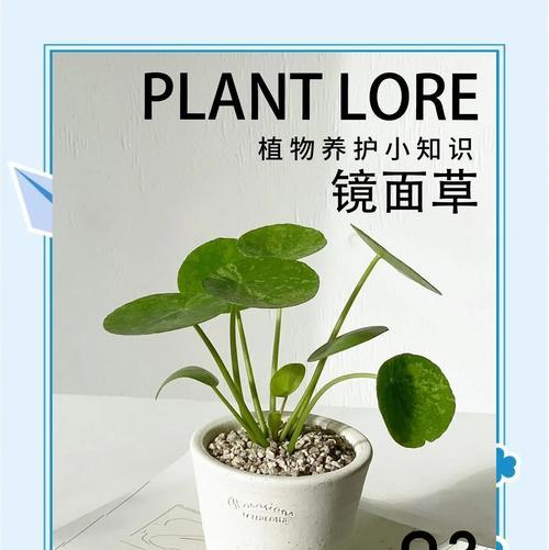 草叶卷曲的原因与处理方法（以镜面草叶子卷了怎么办）