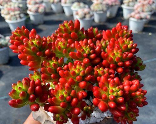 以虹芝玉怎么养，让你的花园绽放美丽（虹芝玉养护技巧，让你的花园焕发生机）