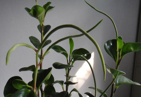 碧玉花修剪指南（打造美丽庭园的秘诀）
