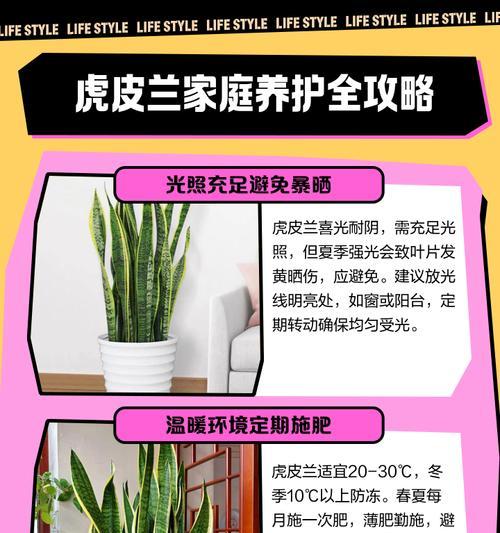 虎皮兰肥料施用指南（施肥时间、肥料种类及注意事项全解析）