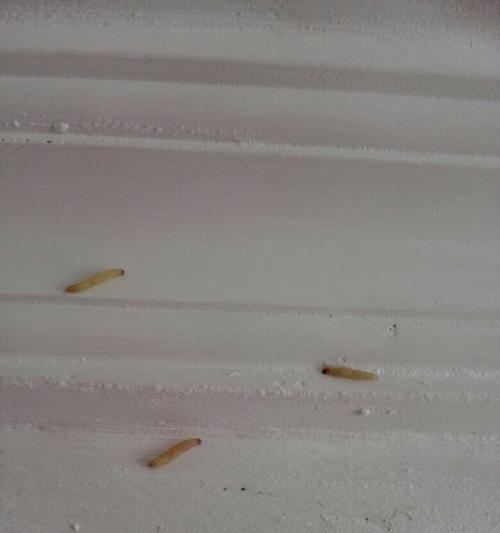 草玉露长虫子了怎么办？（有效方法帮助您解决草玉露长虫子的问题）