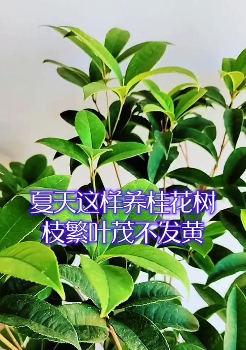 如何科学浇水养护桂花树（每7天浇一次水，让桂花树健康成长）