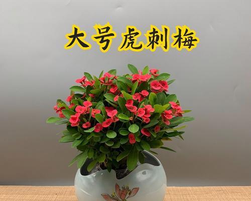 冬季如何剪枝虎刺梅（虎刺梅的冬季修剪技巧及注意事项）