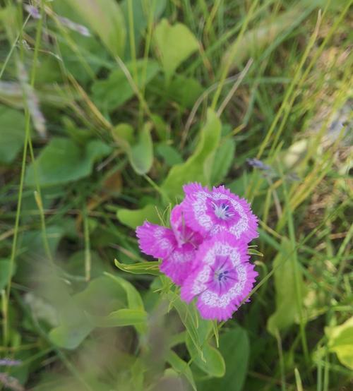 解密石竹花蕾未开花的奥秘（探索石竹花蕾休眠期的关键）