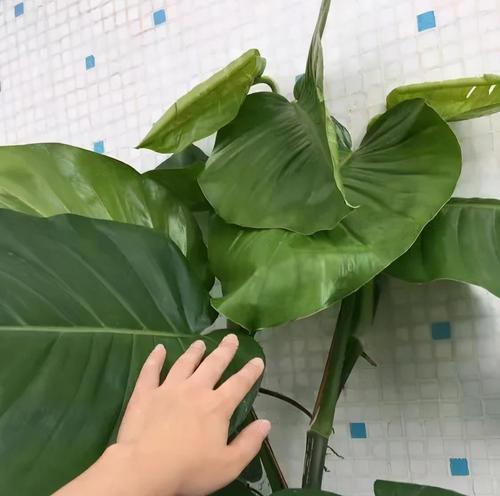 如何快速培育繁茂的绿萝（绿萝养护小窍门与技巧）