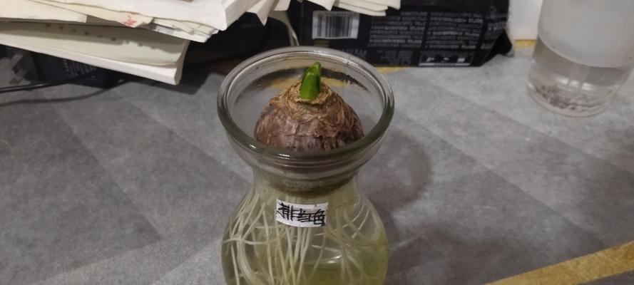 风信子种子霉变怎么处理?(抢救有霉的风信子种子的方法与技巧)