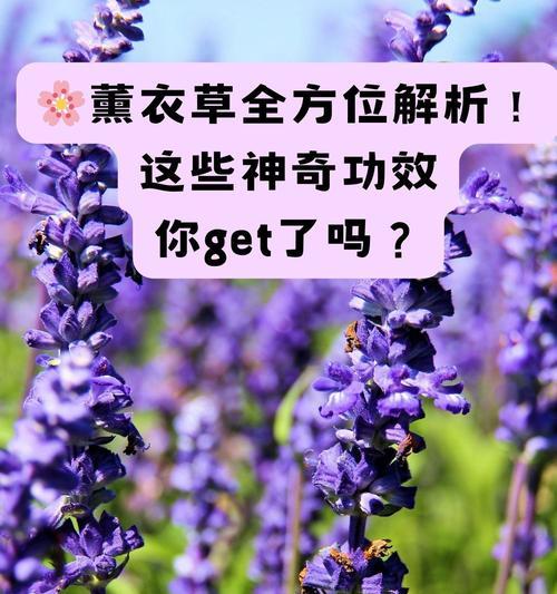 薰衣草的养殖方法及技巧（打造美丽花海，尽在薰衣草园）