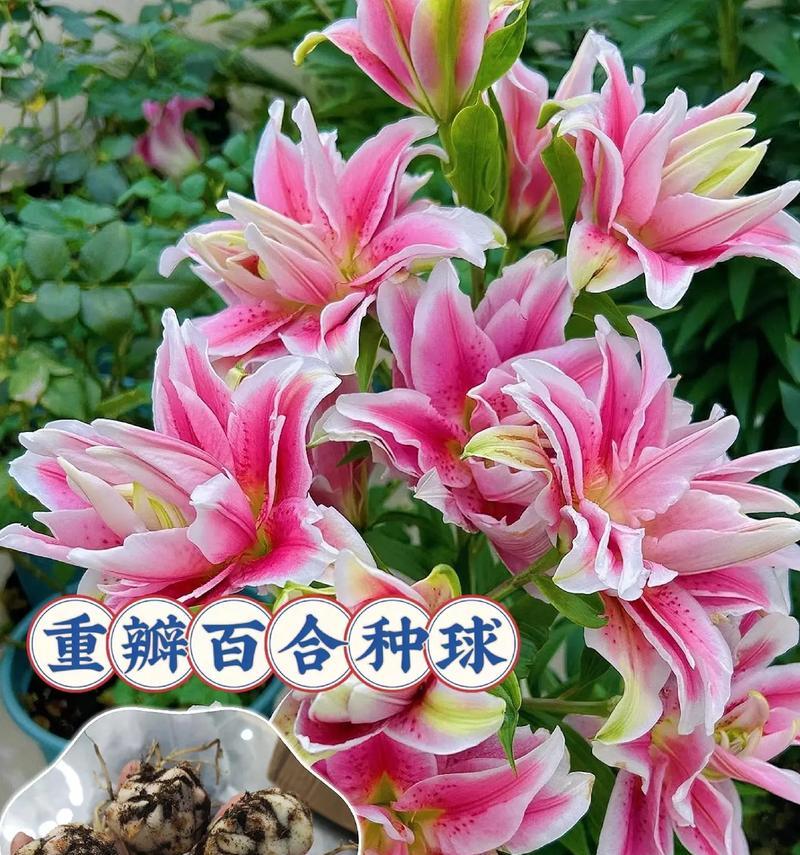 变色球花的养护技巧（打造多彩花坛，让变色球花绽放魅力）
