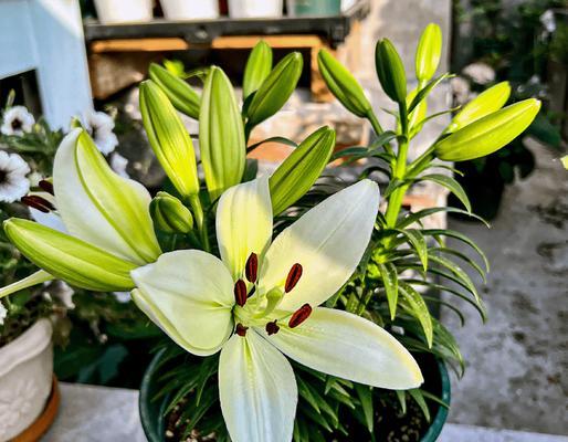 盆栽百合花的完美管理指南(打造美丽室内花园的关键技巧)