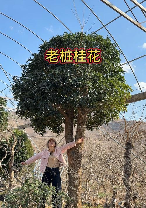 嫁接技巧助你养旺桂花花株（提升桂花生长的关键技巧与养护要点）