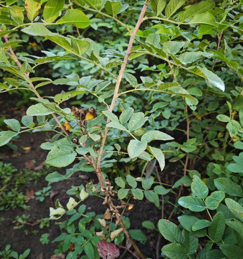 沙质土壤适合养什么花卉植物？（选择合适的花卉植物，打造花园美景）