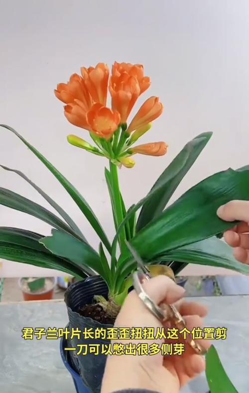以君子兰侧芽移载为主题的技巧与注意事项（在家中美化花园，以君子兰侧芽移载是不错的选择）