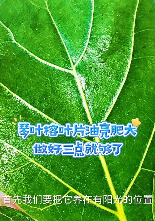琴叶榕为什么叶子拿就哭的厉害？（探究琴叶榕叶子的敏感性和液滴释放机制）