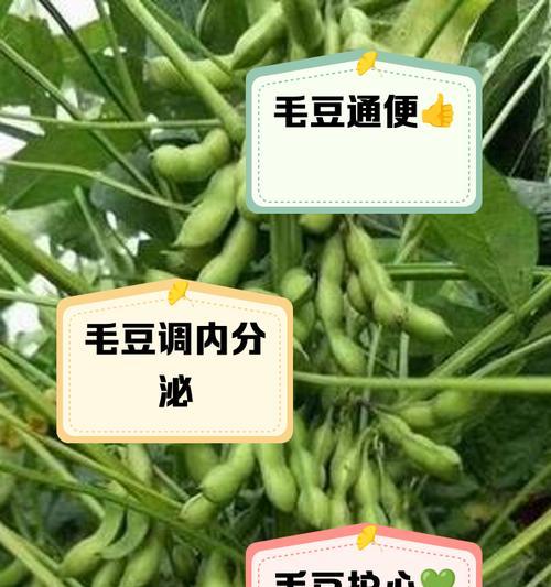 毛豆上市时间揭晓！（七月份，毛豆来袭！）