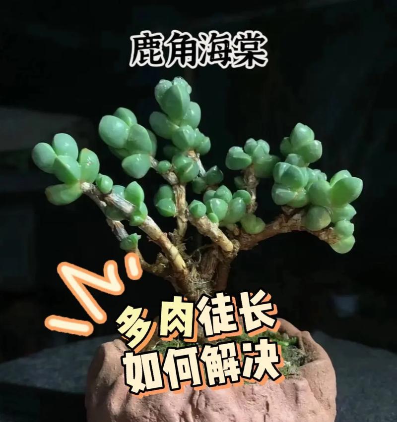 如何培养多肉植物变红？（探讨多肉植物红化的养护技巧与注意事项）