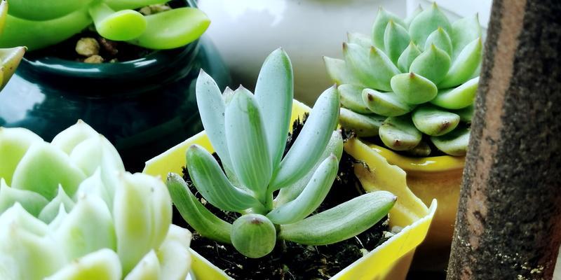 竹芋青苹果花卉养护指南（打造清新室内花园，竹芋青苹果花卉如何养？）