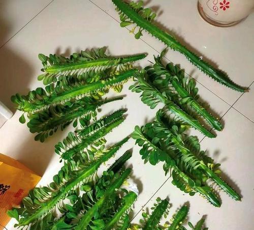 如何处理龙骨枝条蔫腐问题（有效预防与处理方法，守护花园的绿色）