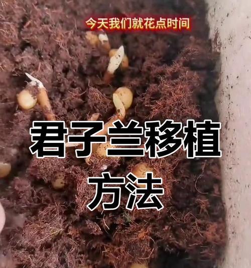 怎样拯救以君子兰烂苗？（教你使用简单方法拯救烂苗，重现君子兰的风采！）