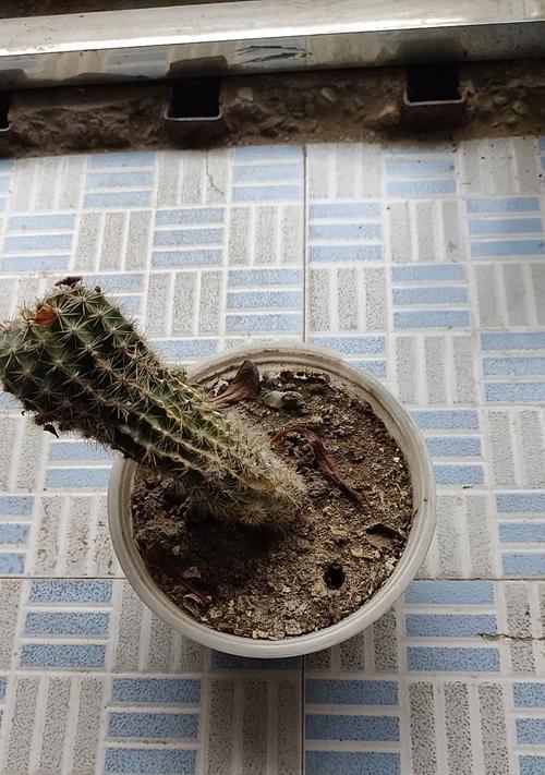 怎样处理仙人球烂根发臭问题？（一些简单的方法可以解决仙人球烂根发臭的问题）