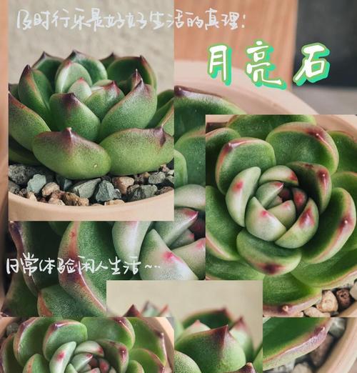 以花月夜多肉的繁殖之道（探索以花月夜多肉的繁殖方法与技巧）