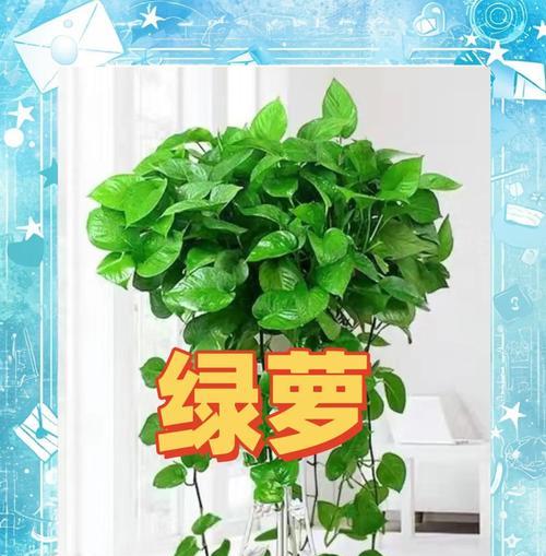 家养绿萝的保养秘籍（打造室内绿色空间，）