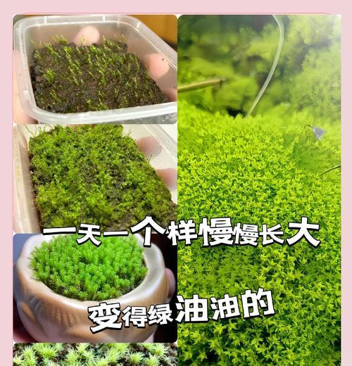 盆栽养殖技巧（探讨以盆栽为基础的长青苔生长方法与养护技巧）