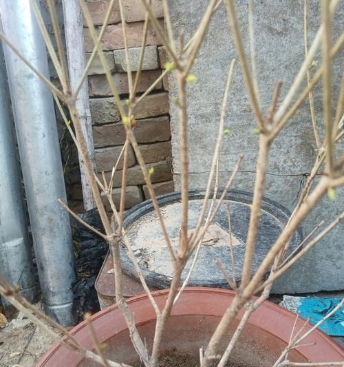 桂花盆栽的养护秘籍(从新入盆到健康开花,掌握关键步骤)