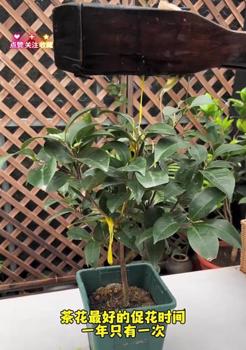 爱情长存,教你如何养护情人节茶花(独家秘籍揭秘,打造绚烂的爱情花海)