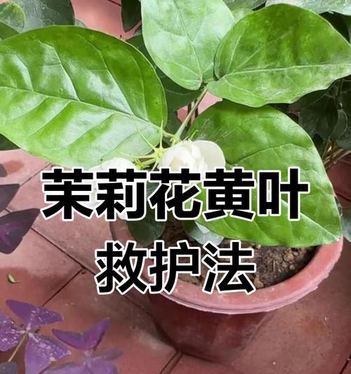 花卉树叶发黄怎么办？——解决花卉叶片发黄问题的方法（探索原因，科学护理，让花卉重新恢复健康）