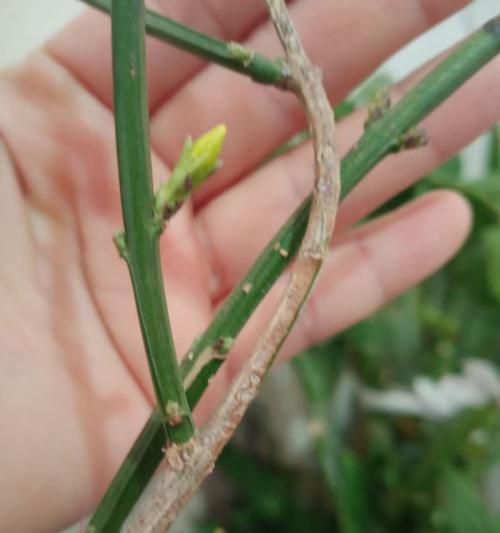 干枯花朵怎么拯救？（一探花草复苏的秘诀）