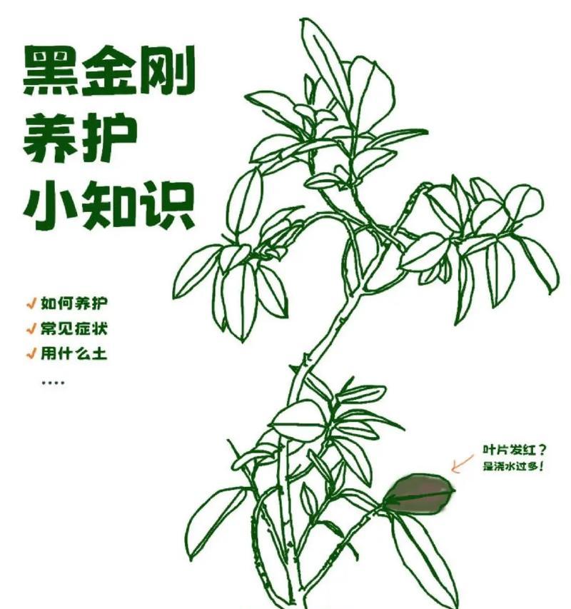绿橡皮树的养殖方法与注意事项（打造健康美丽的绿橡皮树）