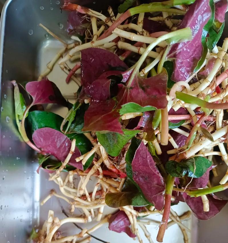 鱼腥草处理技巧（掌握正确的鱼腥草处理方法，让你的菜肴更美味可口）