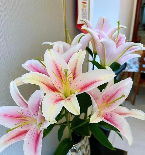 百合花养护全攻略（如何培育健康的百合花？—百合花栽培关键）