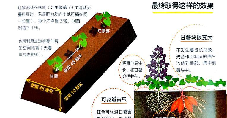 北方红薯种植全攻略（时间、方法、收成，一网打尽！）